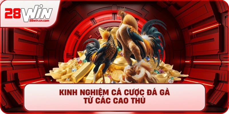 Đá Gà 4 Kinh nghiệm cá cược đá gà từ các cao thủ