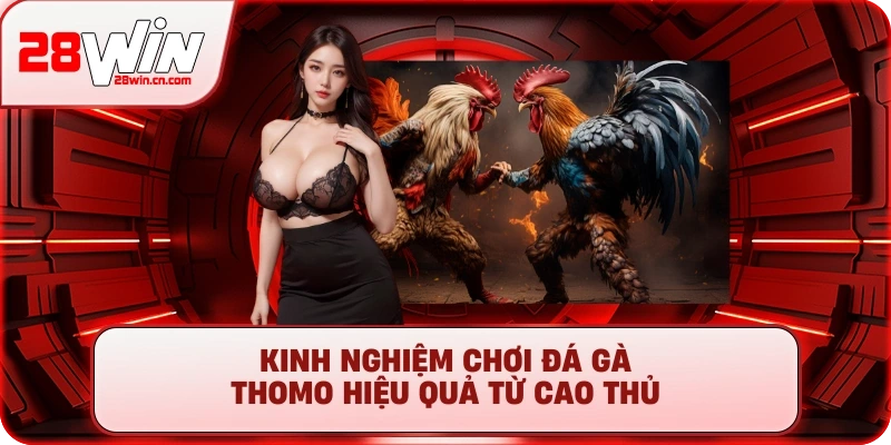 Đá Gà Thomo - Xem Trực Tiếp Đấu Trường Cựa Sắt #1 2025 3 Kinh nghiệm chơi Đá Gà Thomo hiệu quả từ cao thủ